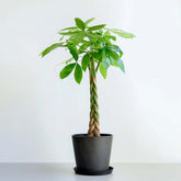 パキラ ねじり